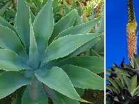 Agave attenuata ©JLcoll.124.JPG